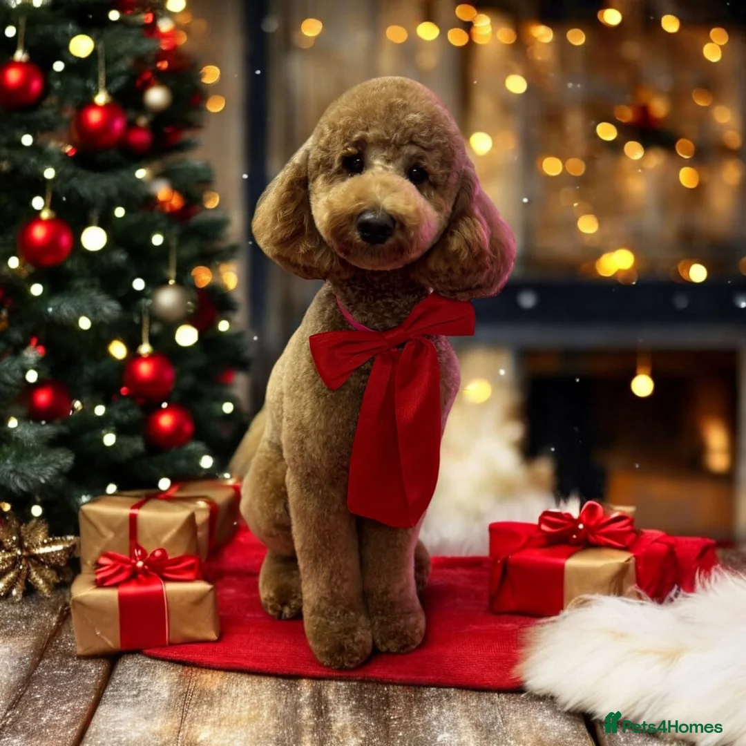 Miniature Poodle dogs for stud: Stunning health tested KC Miniature Poodle in Cannock - Advert 16