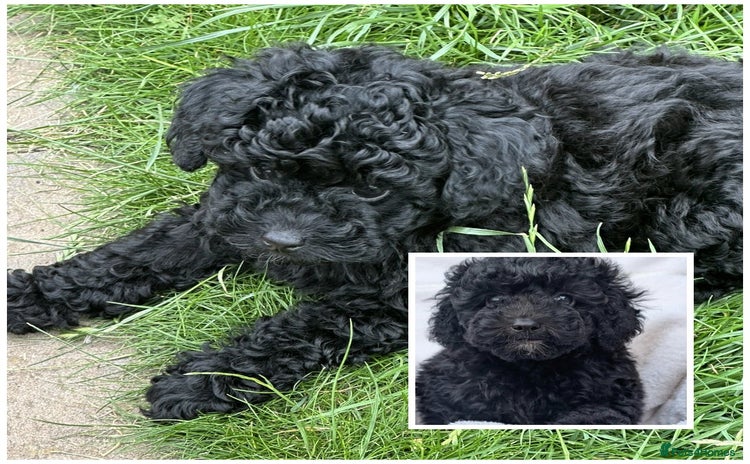 Toy Poodle dogs - Advert 4