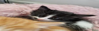 Mixed Breed 2