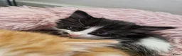 Mixed Breed cats for sale: Kittens looking for a home  - Advert 6