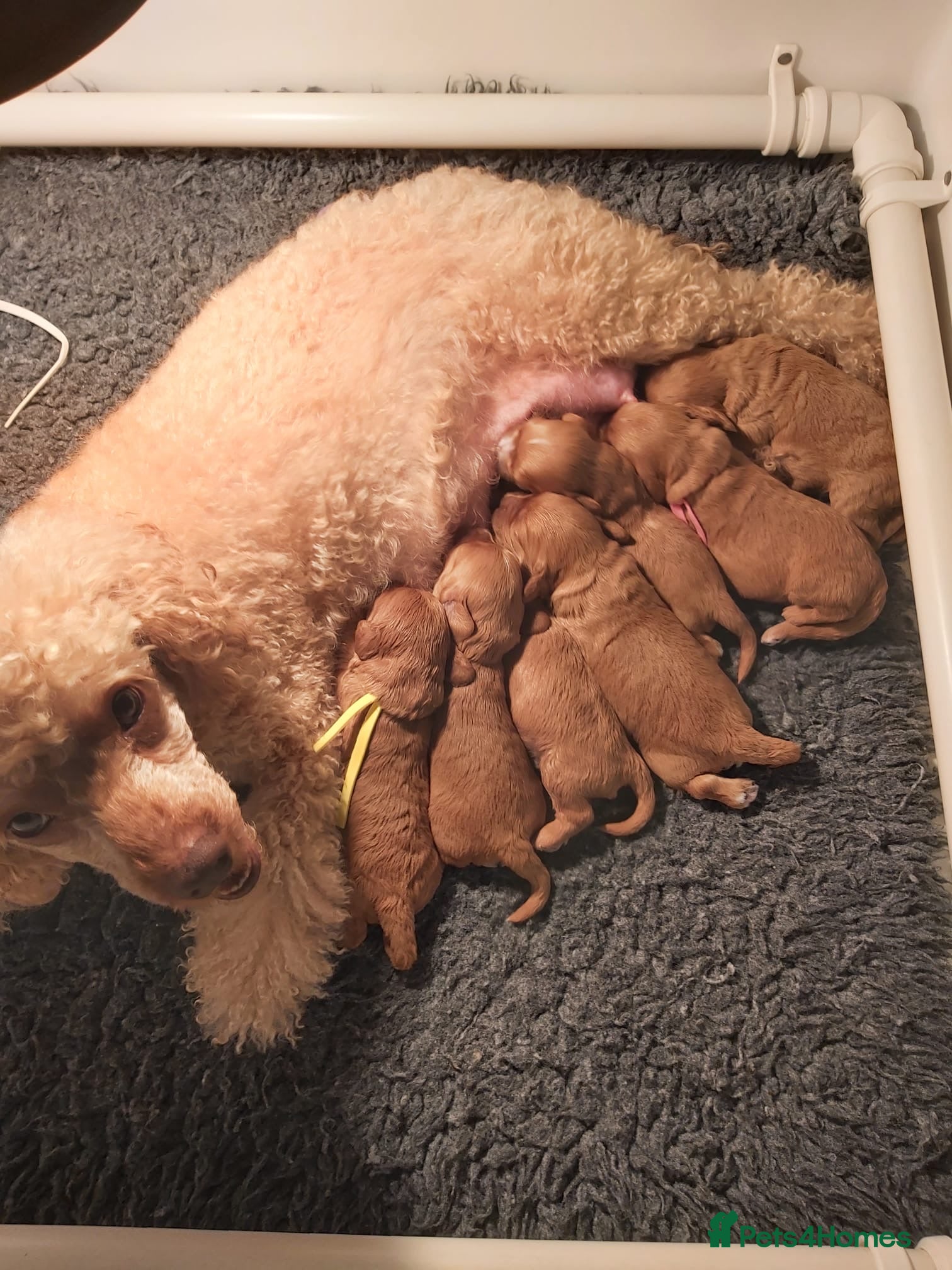 Cavapoo dogs Cavapoo puppies  - Advert 1