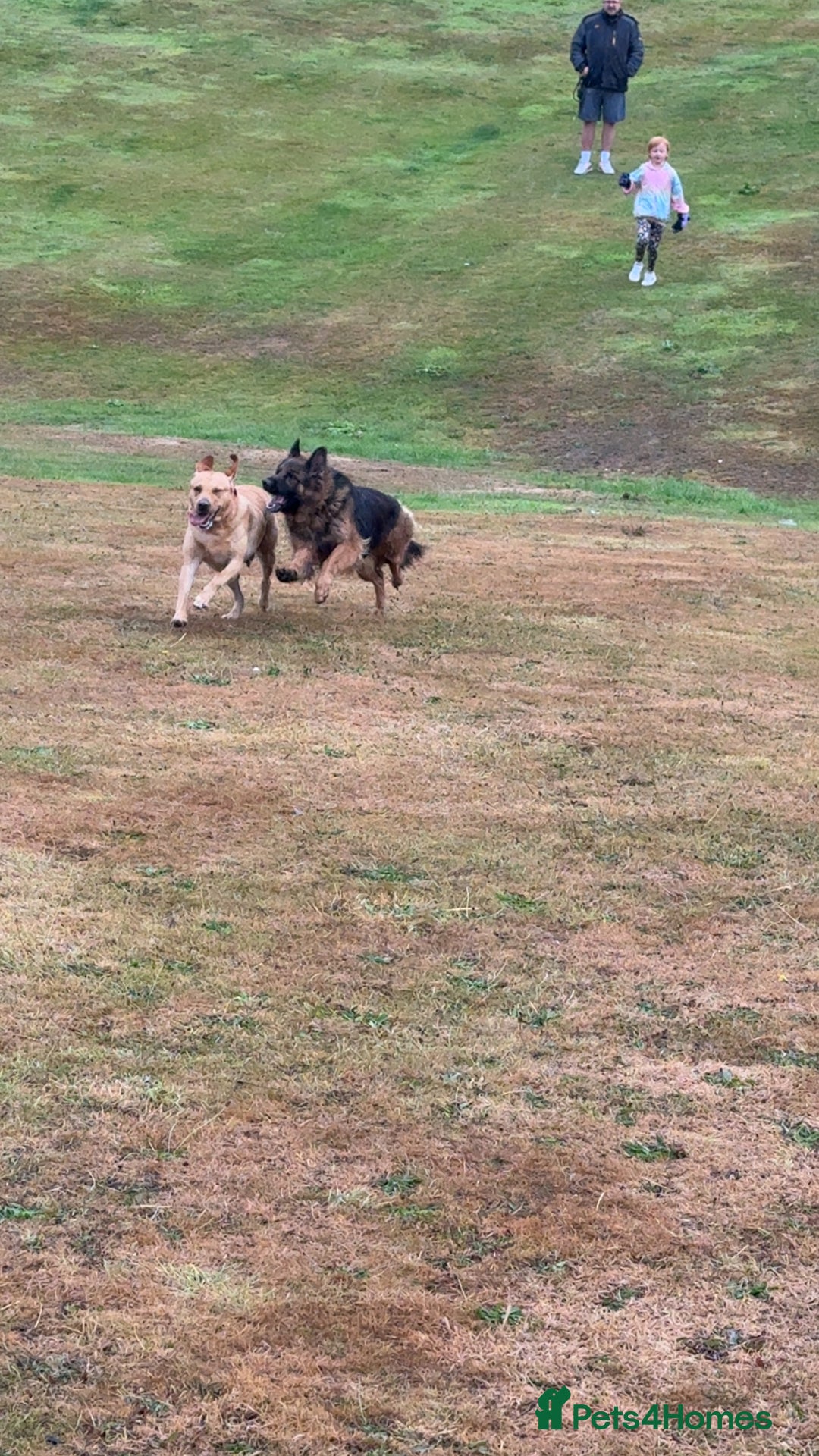 Labrador Retriever dogs for sale: Our beautiful girls - Advert 9