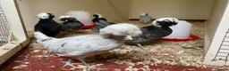 Chickens poultry for sale: Female bantams- Silkies, Polish, Pekins and Booted - Advert 5