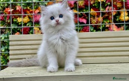 Ragdoll cats for sale: TICA REGISTERED  in Colchester - Image 9
