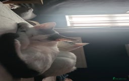 Mixed Breed cats for sale: 2 kittens boy girl must stay together  - Advert 2