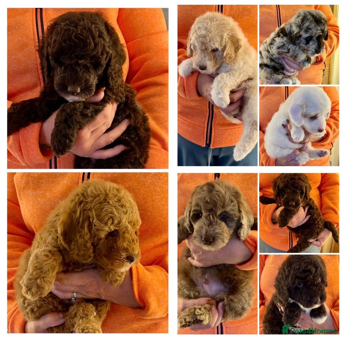 Labradoodle dogs for sale: Curly F1b Labradoodles Health tested parents  - Advert 1