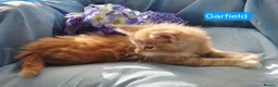 Maine Coon cats for sale: Pure maincoons ready 17/10/26 in Market Drayton - Advert 38