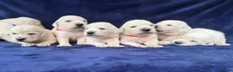 Golden Retriever dogs for sale: Stunning Cream, KC reg, health tested Puppies - Advert 28