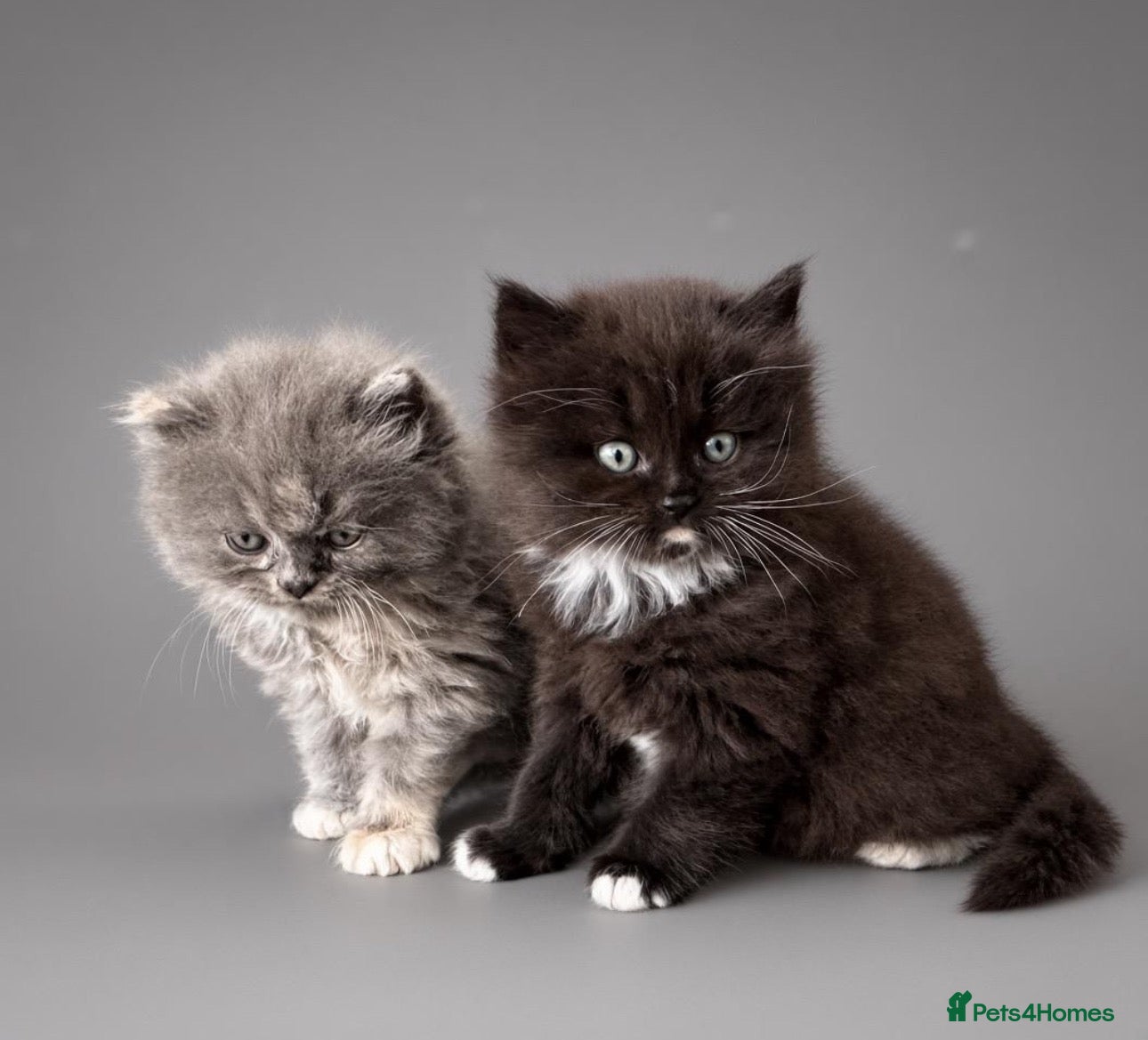 Persian cats Fluffy kitten  - Advert 9