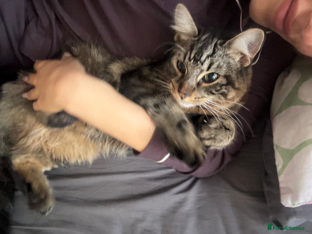 Domestic Shorthair cats for sale: FREE - 2 sweet cats to be rehomed  - Image 2