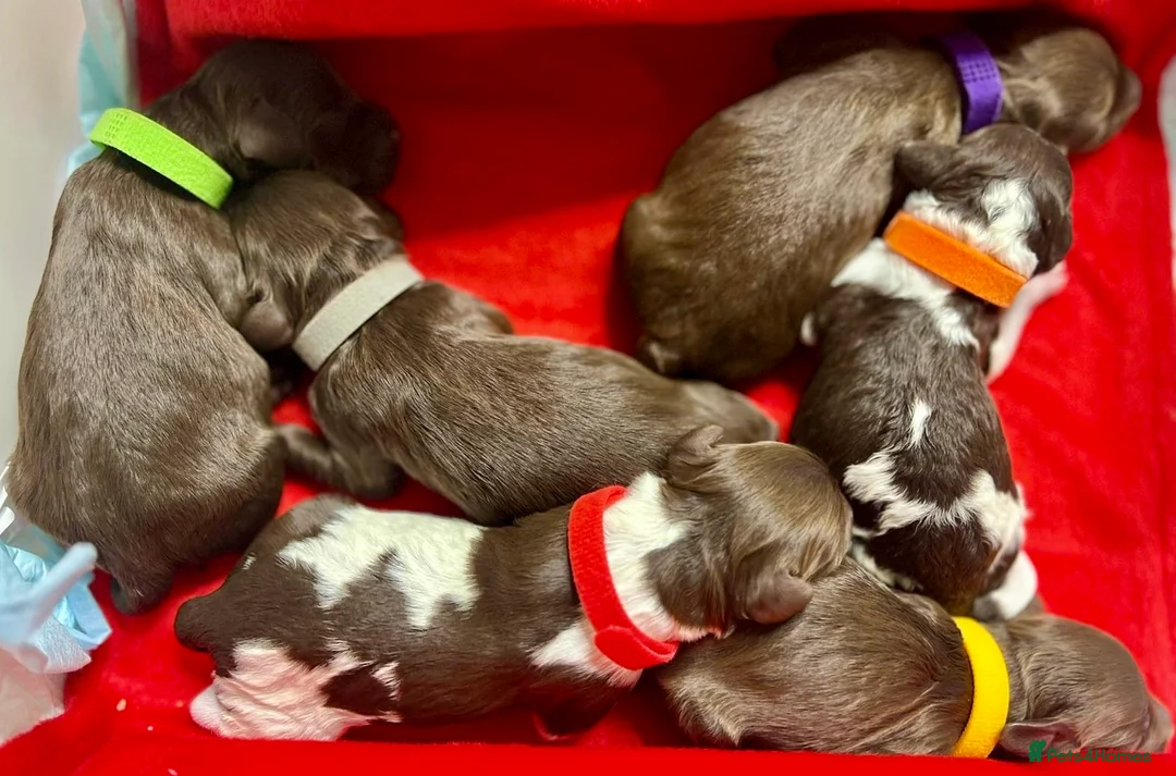 Cockapoo dogs for stud: TRICOLOUR F1 PROVEN ATAT CERTIFIED COCKAPOO STUD in Bromley - Advert 35