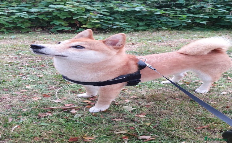 Japanese Shiba Inu dogs - Advert 1