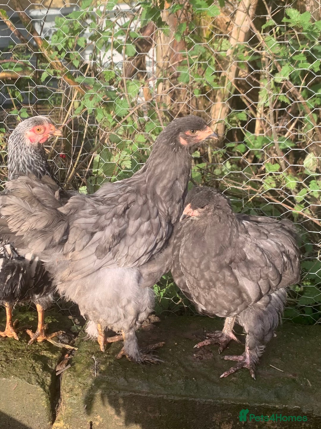 Chickens poultry for sale: Hens  - Advert 6