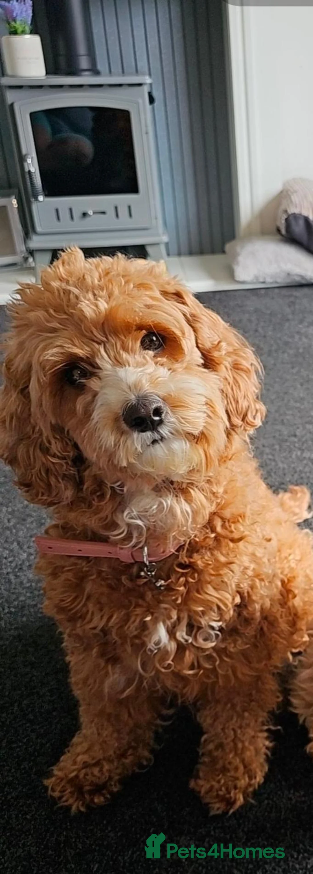 Cavapoo dogs for sale: Little Autumn puppies due Mid November  - Advert 2