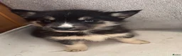 Shepsky dogs for sale: German shepherd cross husky puppy’s  - Advert 6