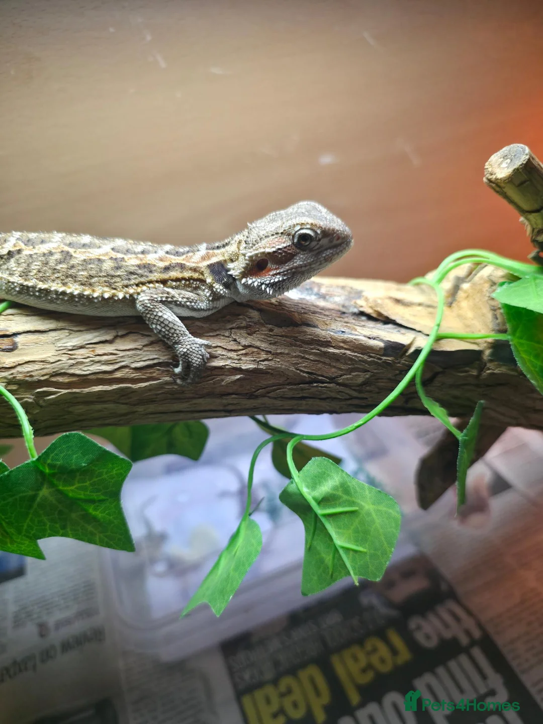 Bearded Dragon reptiles for sale: BEARDED DRAGON - Advert 2