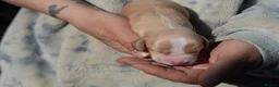 Cocker Spaniel dogs for sale: working cocker spaniel kc reg health tested. Lemon - Advert 9