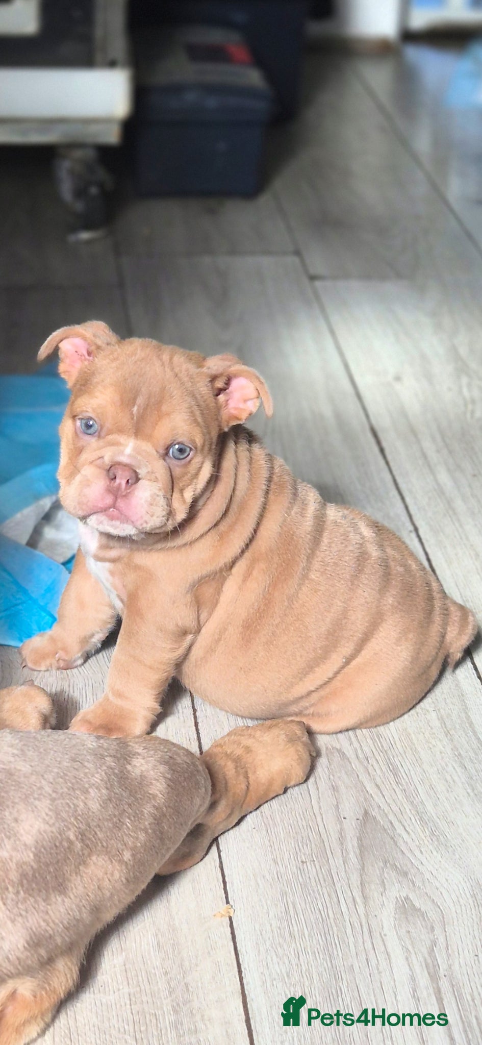 English Bulldog dogs Stunning Lilac Bulldogs - Advert 6