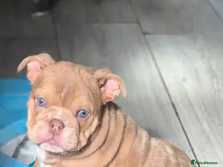 English Bulldog dogs Stunning Lilac Bulldogs - Advert 6