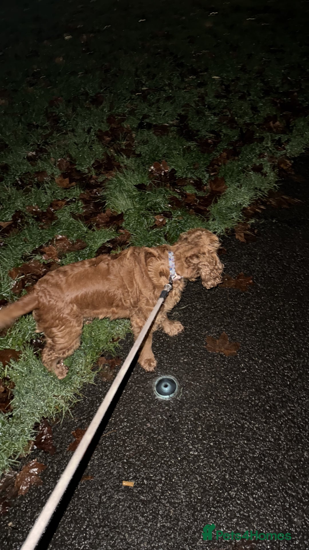 Cocker Spaniel dogs for sale: Cocker Spaniel (6 years old) - Free - Advert 5