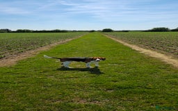 Beagle dogs for sale: Beagle for sale - Advert 1