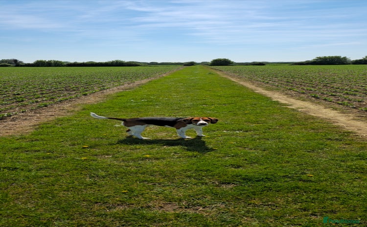 Beagle dogs Beagle for sale - Advert 2