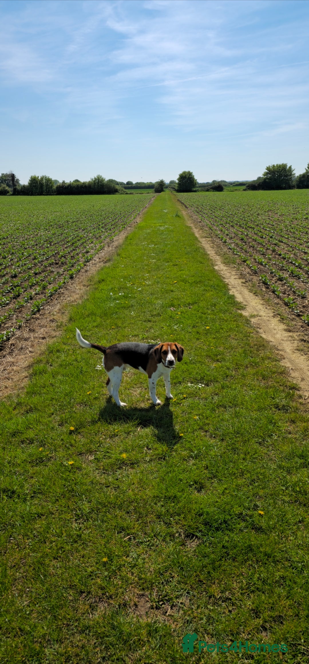 Beagle dogs for sale: Beagle for sale - Advert 1