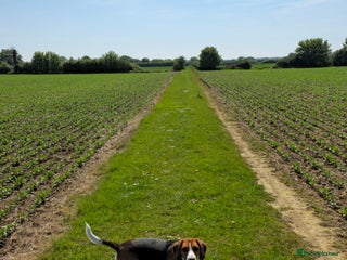 Beagle dogs for sale: Beagle for sale - Advert 1