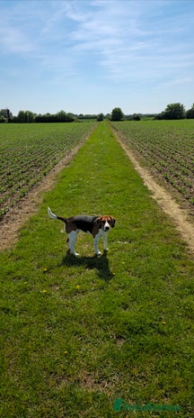 Beagle dogs Beagle for sale - Advert 2
