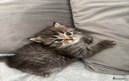 Mixed Breed cats for sale: 5 Beautiful Ragdoll x Kittens  - Image 5