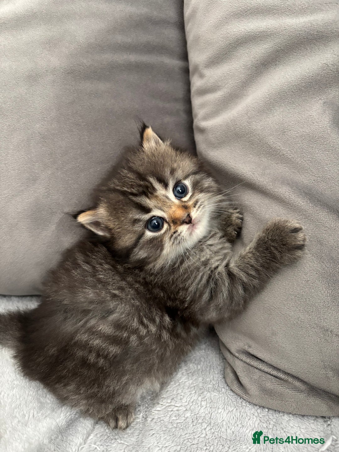 Mixed Breed cats for sale: 5 Beautiful Ragdoll x Kittens  - Image 5