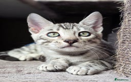 Bengal cats for sale: Gorgeous Silver and Charcoal Bengals  - Image 2