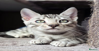 Bengal cats - Advert 2