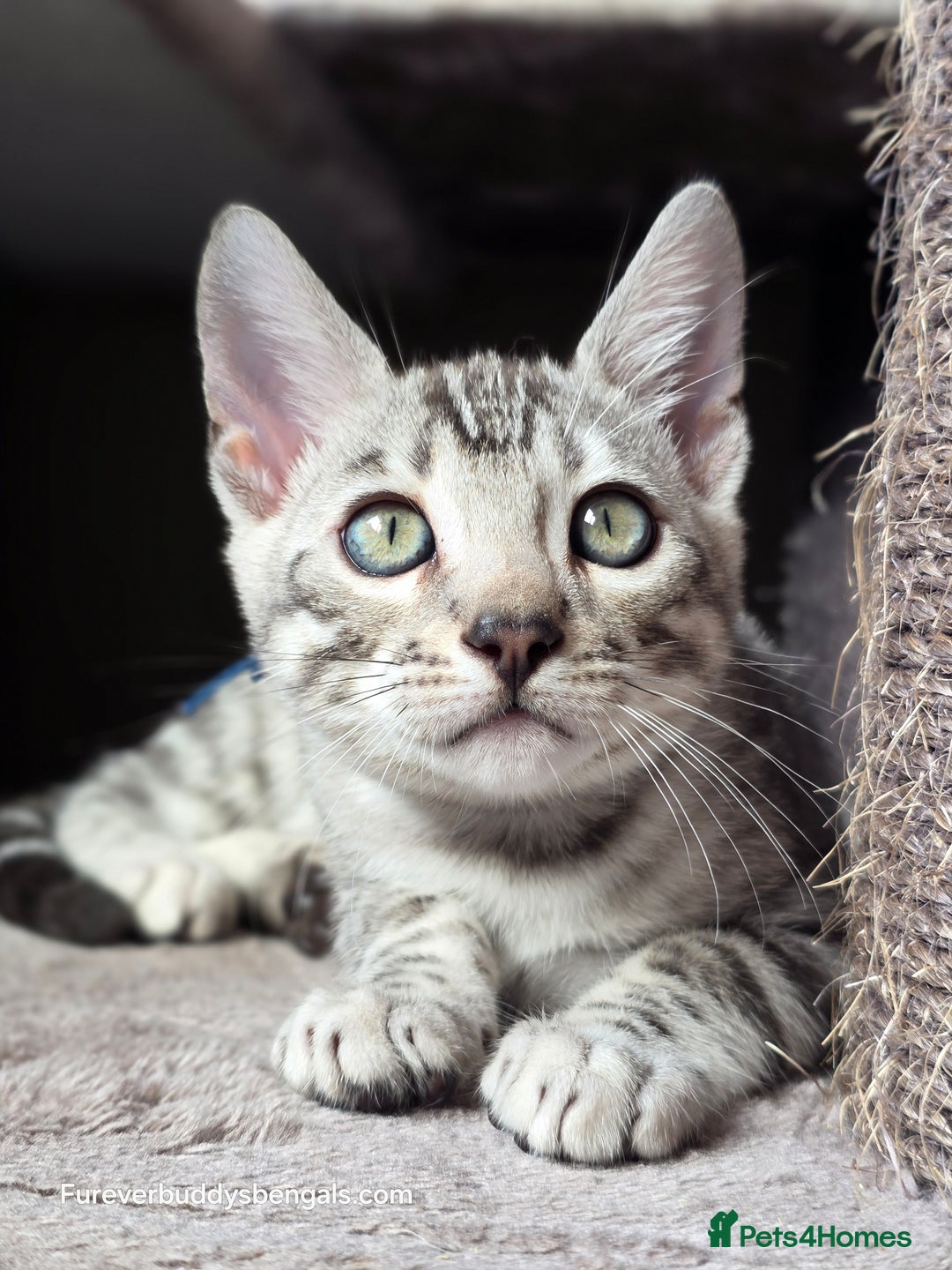 Bengal cats for sale: Gorgeous Silver and Charcoal Bengals  - Image 2