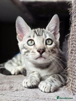 Bengal cats - Advert 3