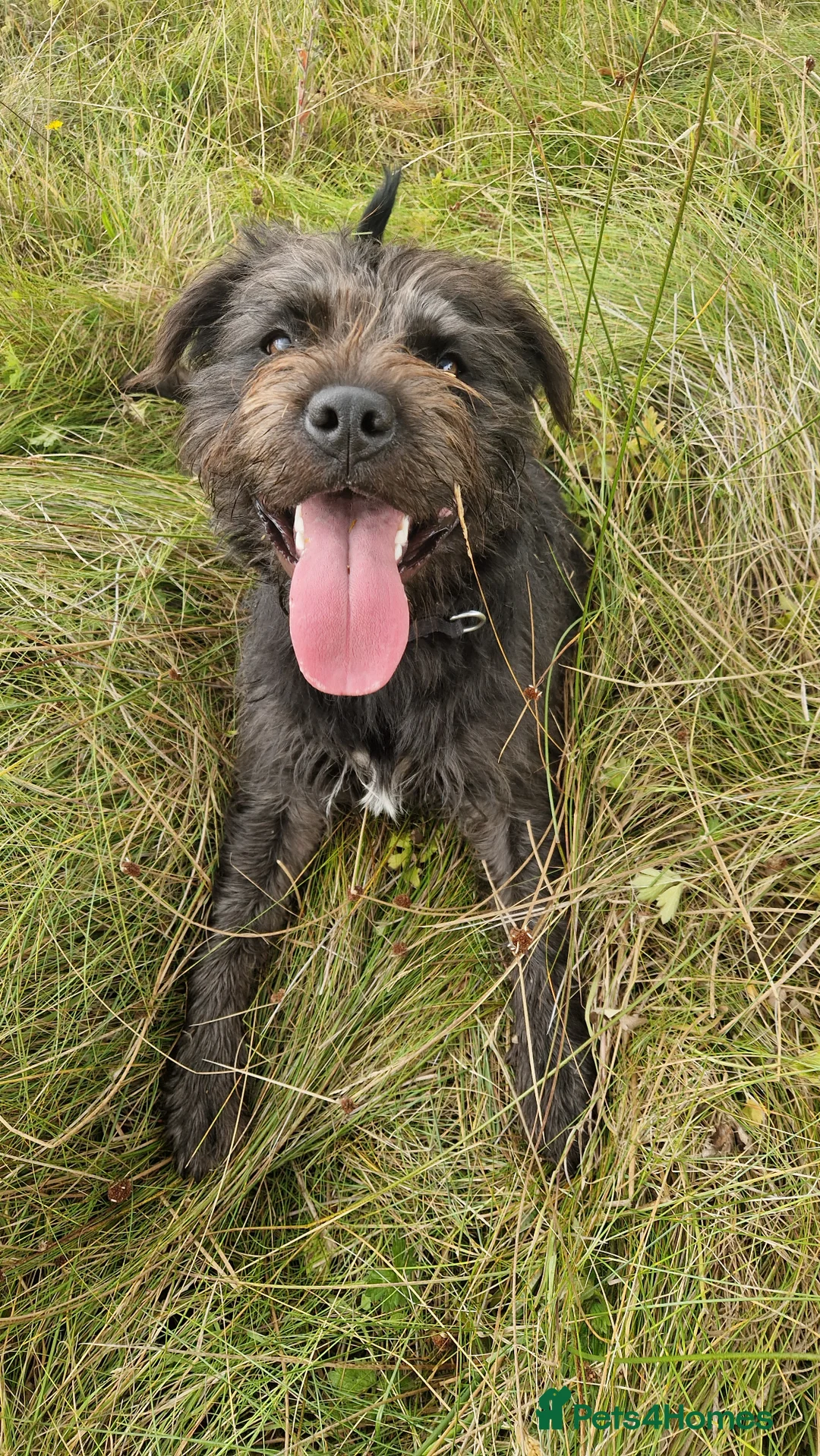 Mixed Breed dogs for sale: Lucky -16 months Mixed breed male dog 20kgs - Advert 1