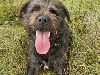Mixed Breed dogs Lucky -16 months Mixed breed male dog 20kgs - Advert 4