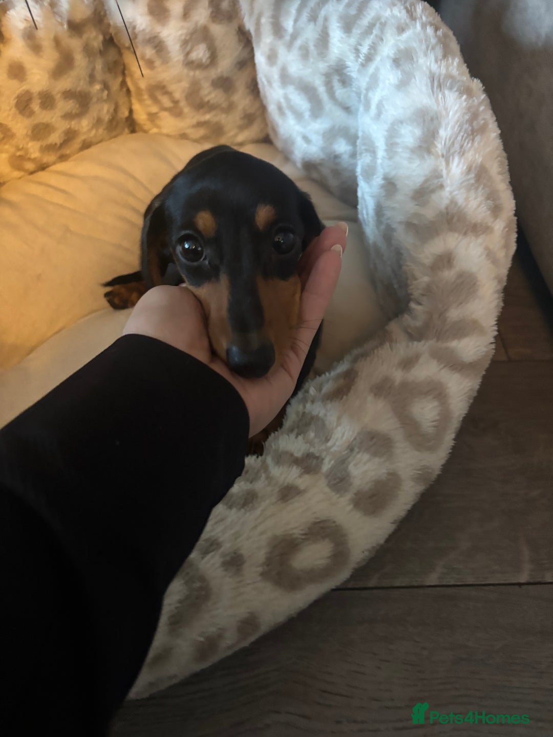 Miniature Dachshund dogs for sale: Beautiful miniature dachshund - Advert 3