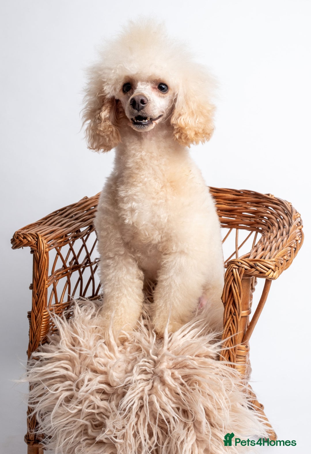 Toy Poodle dogs for stud: KC REG  HEALTH TESTED POODLE STUD  in Hoddesdon - Advert 9