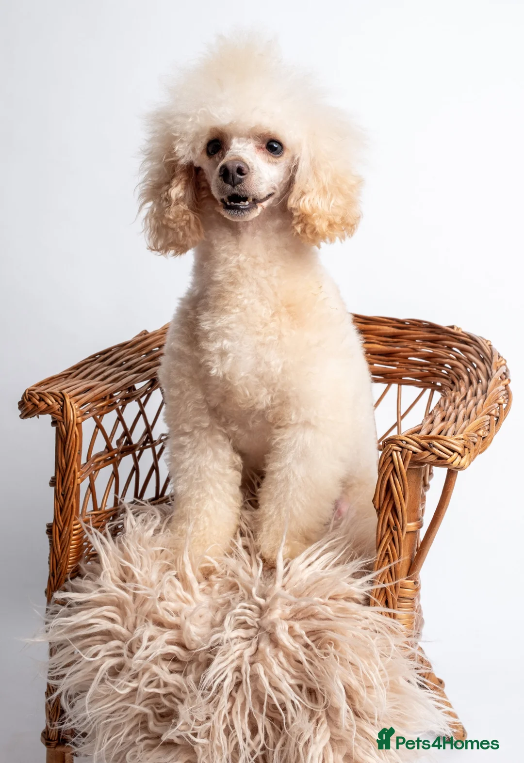 Toy Poodle dogs for stud: KC REG  HEALTH TESTED POODLE STUD  in Hoddesdon - Advert 9