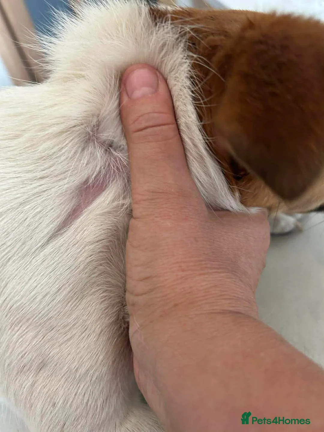 Mixed Breed dogs for adoption: Salt - Norwich Norfolk  - Advert 6