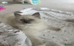 Ragdoll cats for sale: Ragdoll kittens  - Image 10