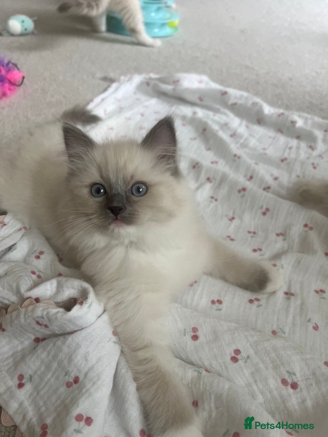 Ragdoll cats for sale: Ragdoll kittens  - Image 10