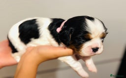 Cavalier King Charles Spaniel dogs for sale: 🐶 Beautiful Cavalier King Charles Puppies - Image 14