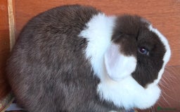 Mini Lop rabbits for sale: Two Beautiful Mini Lop Rabbits  - Advert 2