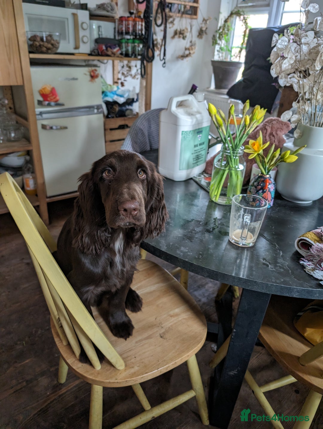 Field Spaniel dogs for sale: Rare and vulnerable Field Spaniel puppies LAST FEW - Image 10