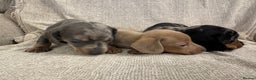Miniature Dachshund dogs for sale: Miniature Dachshund puppies - Advert 4
