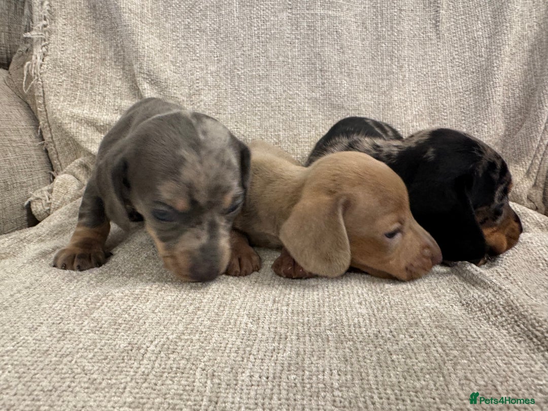 Miniature Dachshund dogs for sale: Miniature Dachshund puppies - Advert 4