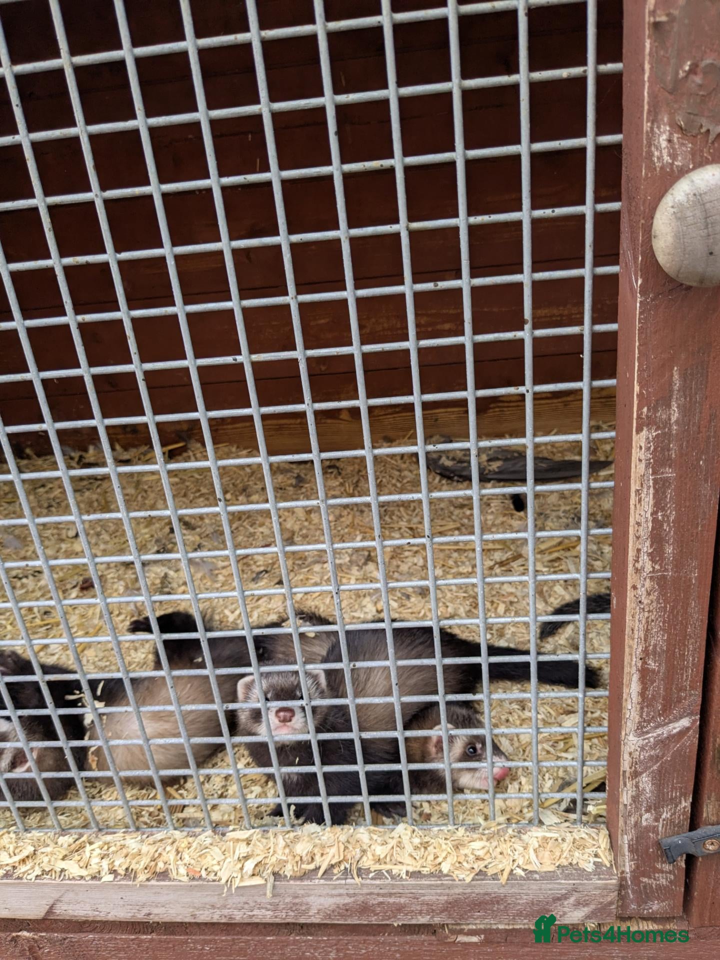 Ferret rodents Lovely ferret kits - Advert 2