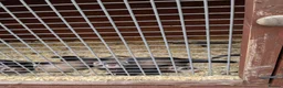 Ferret rodents for sale: Lovely ferret kits - Advert 2
